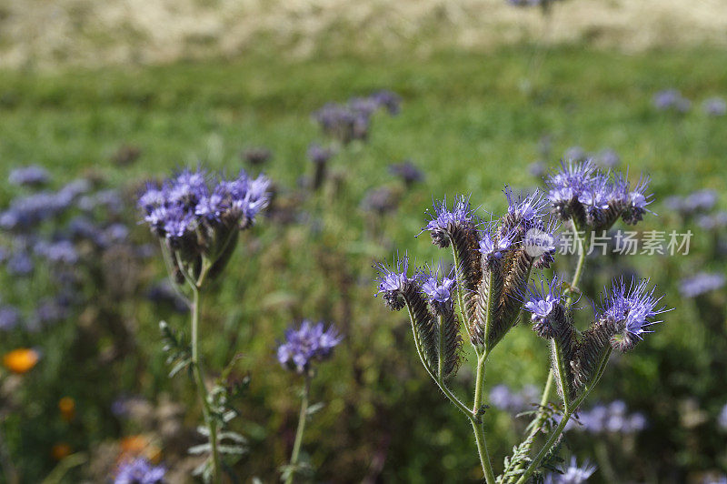 Phacelia Flowers的特写